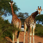 Murchison Falls Giraffes