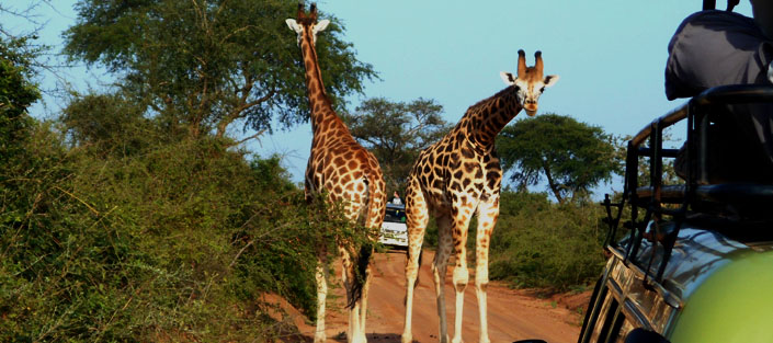 Murchison Falls Giraffes