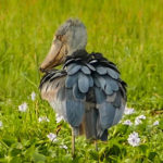 Murchison Falls Shoebill Stork
