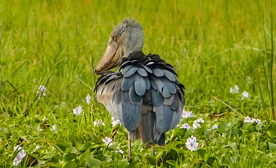 Murchison Falls Shoebill Stork