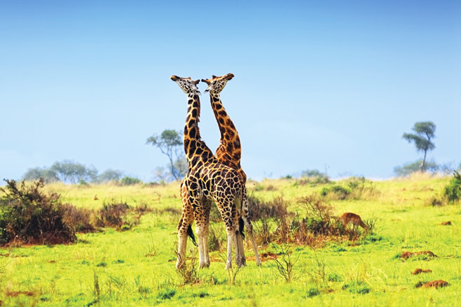 Murchison Giraffes
