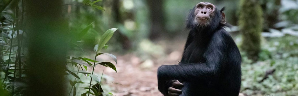 Budongo Chimpanzee Safari