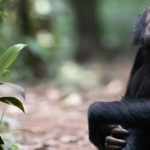 Budongo Chimpanzee Safari