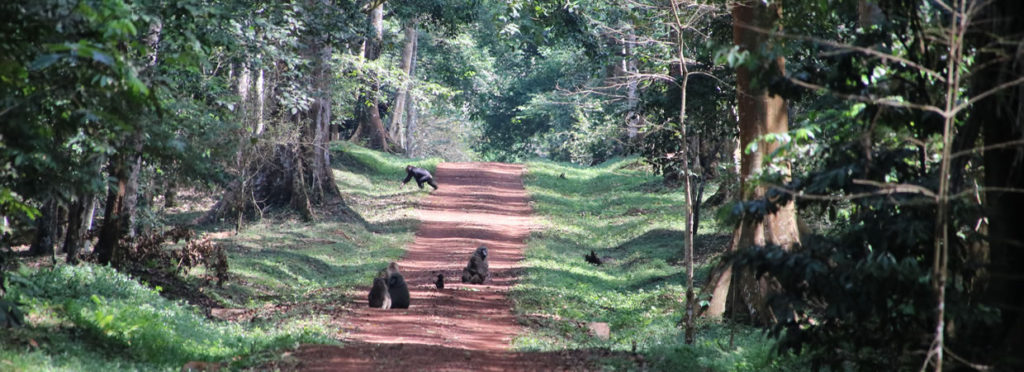 Budongo Forest