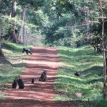 Budongo Forest