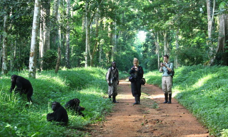 Budongo Chimpanzees