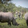 Things to Know About Rhino Tracking in Uganda